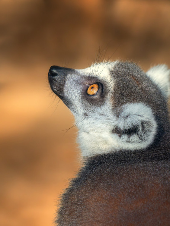 Lemur kata