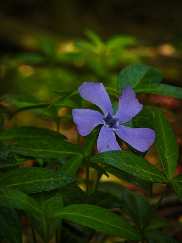 Fialová medzi zelenou