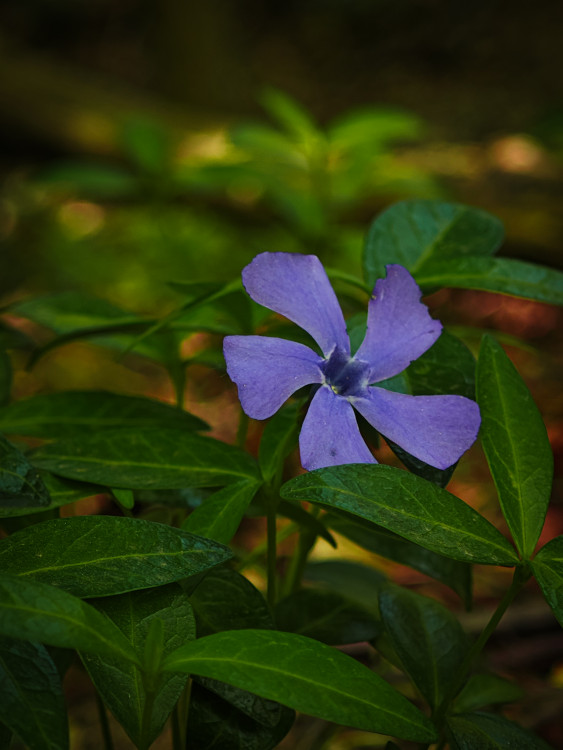 Fialová medzi zelenou