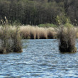 Ostrůvky