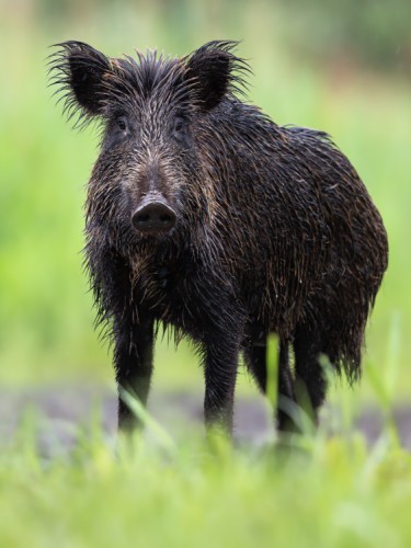 Diviak lesný, The wild boar (Sus scrofa)