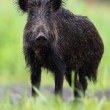 Diviak lesný, The wild boar (Sus scrofa)
