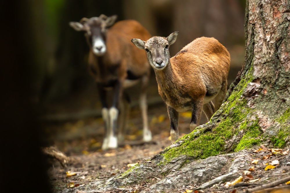 Muflón lesný, The mouflon (Ovis gmelini)
