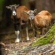 Muflón lesný, The mouflon (Ovis gmelini)