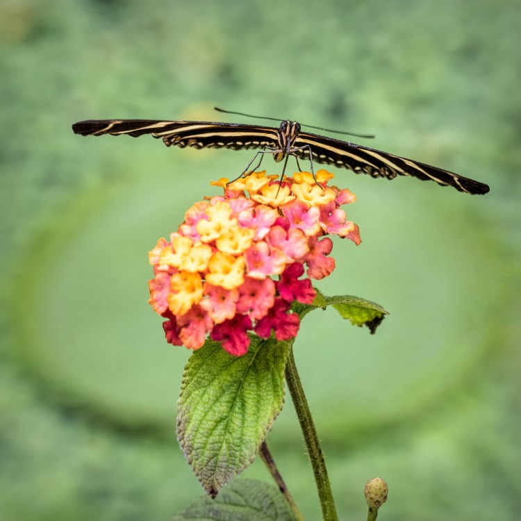 Heliconius charithonia