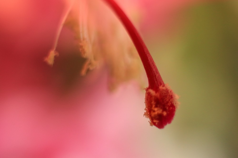 Schlumbergera