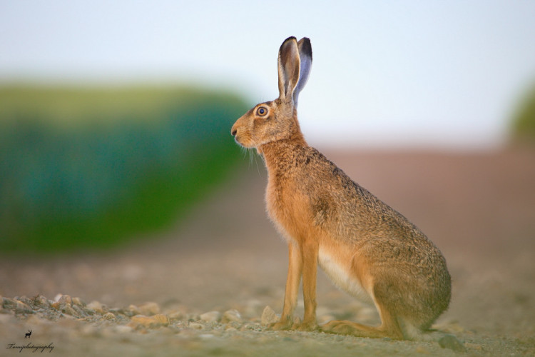 Zajac poľný (Lepus europaeus)