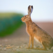 Zajac poľný (Lepus europaeus)