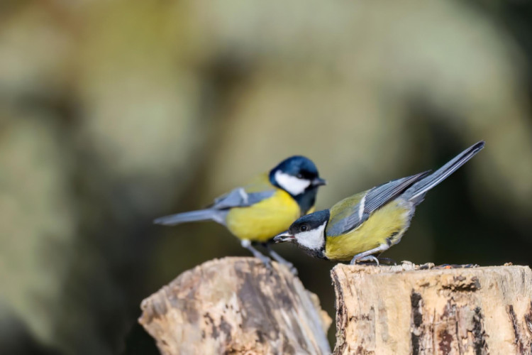 Prírodné hodiny 09:10
