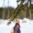 Pod ihličnanom