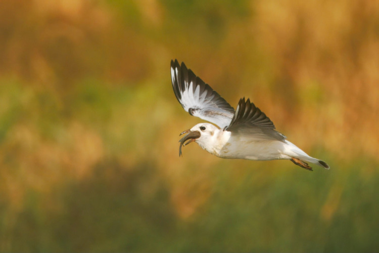 Po úspešnom love....
