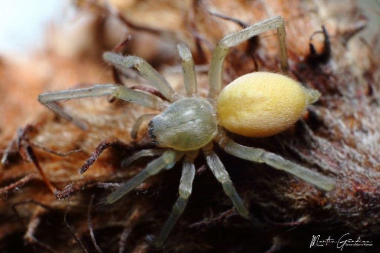 Cheiracanthium mildei