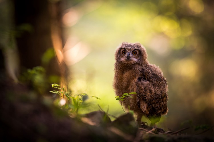 BabyOWL