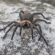 Tarantula