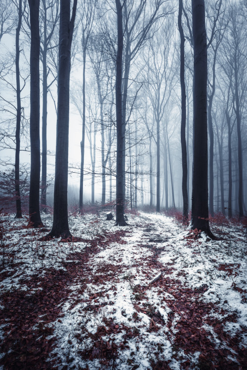 Decembrová lesná scéna