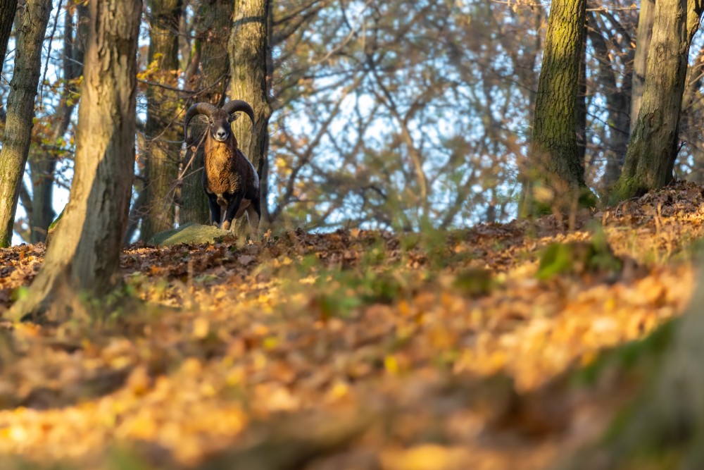 Muflón lesný, The mouflon (Ovis musimon)