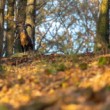 Muflón lesný, The mouflon (Ovis musimon)