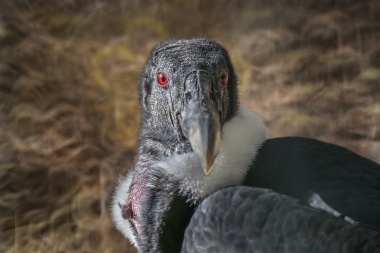 Kondor veľký (Vultur gryphus)