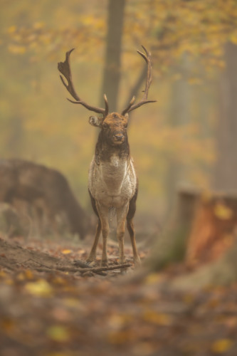 daniel škvrnitý, Fallow deer (Dama dama)