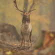 daniel škvrnitý, Fallow deer (Dama dama)