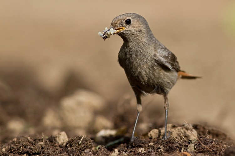 Phoenicurus ochruros