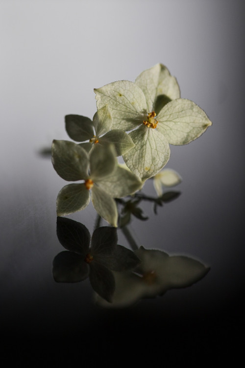 Hortenzia