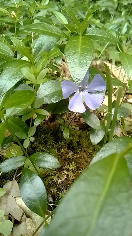 Fialka Lesna