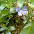 Fialka Lesna