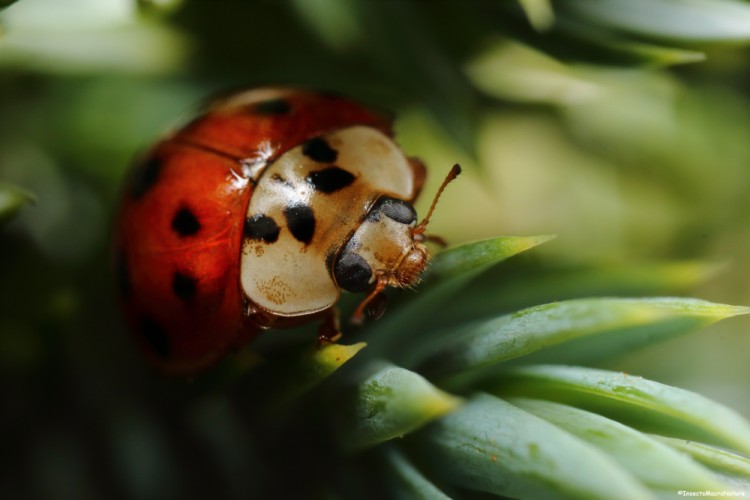 Harmonia axyridis