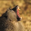 Pavián anubi (Papio anubis)