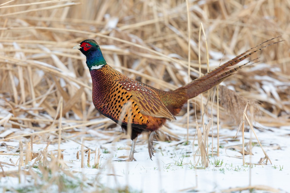 bažant poľný (Phasianus colchicus)