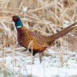bažant poľný (Phasianus colchicus)