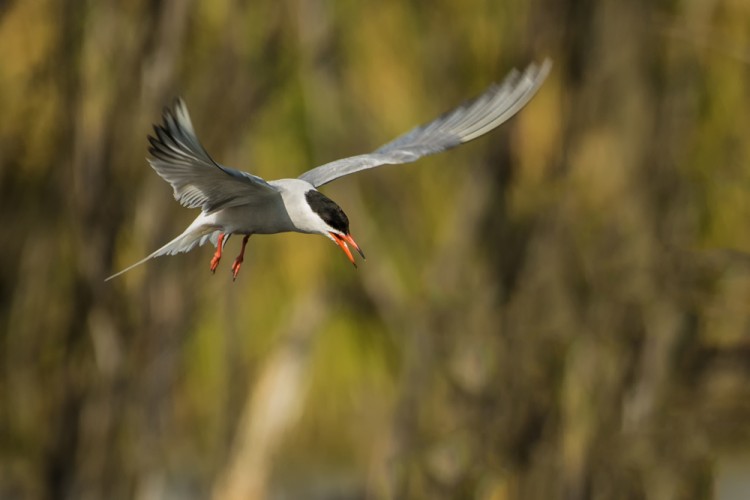 Rybák obecný (Sterna hirundo)