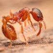 Mravec a larva