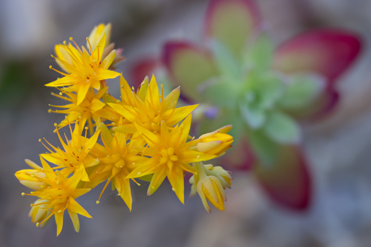 Sedum palmeri