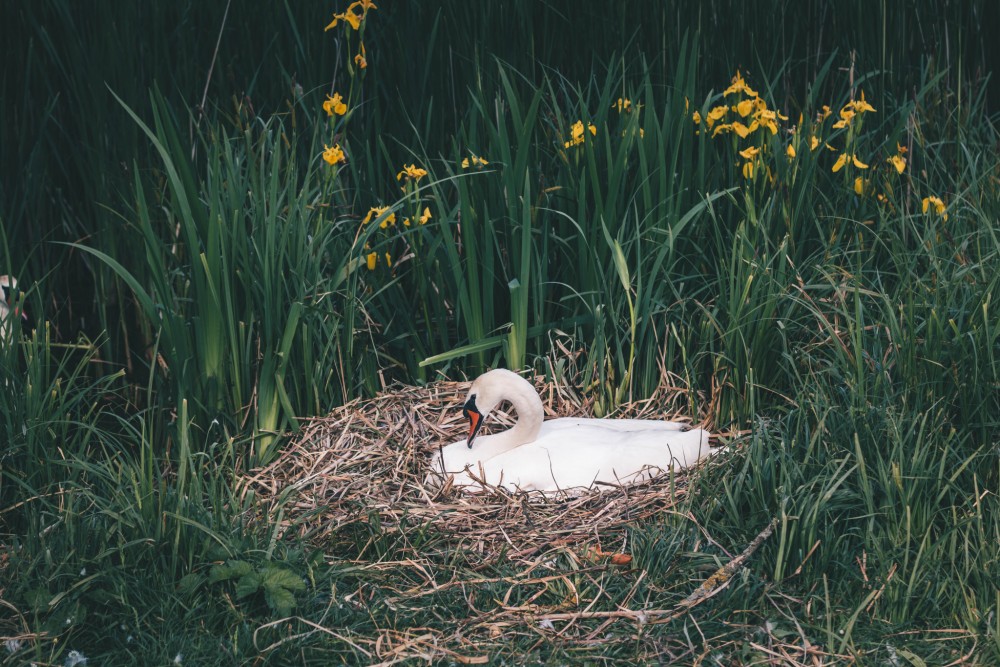 Swan
