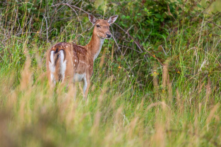 Daniel škvrnitý, The fallow deer (Dama dama)