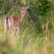 Daniel škvrnitý, The fallow deer (Dama dama)