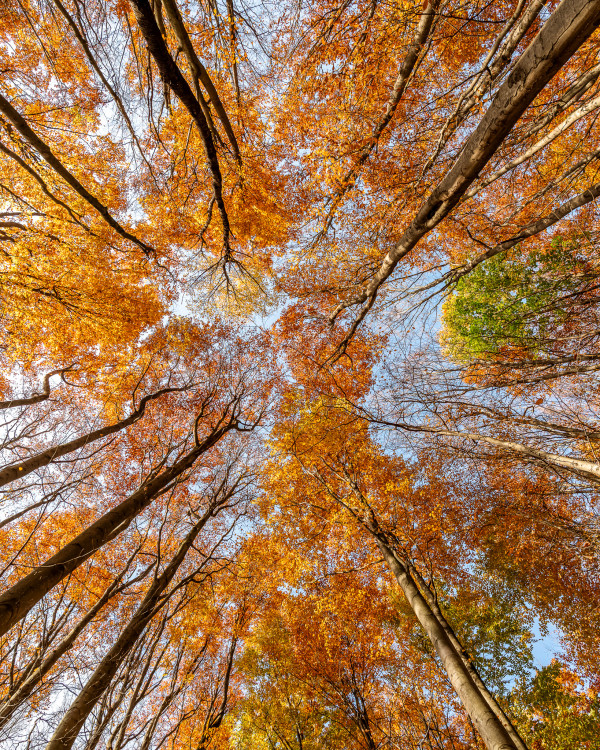 Jeseň v Malých Karpatoch
