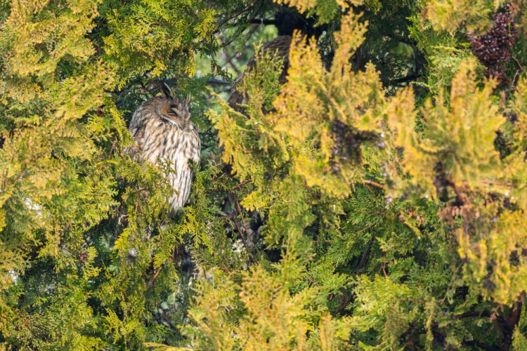 myšiarka ušatá, The long-eared owl (Asio otus)