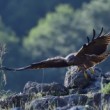Milvus migrans