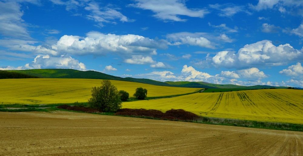 Žlté polia.