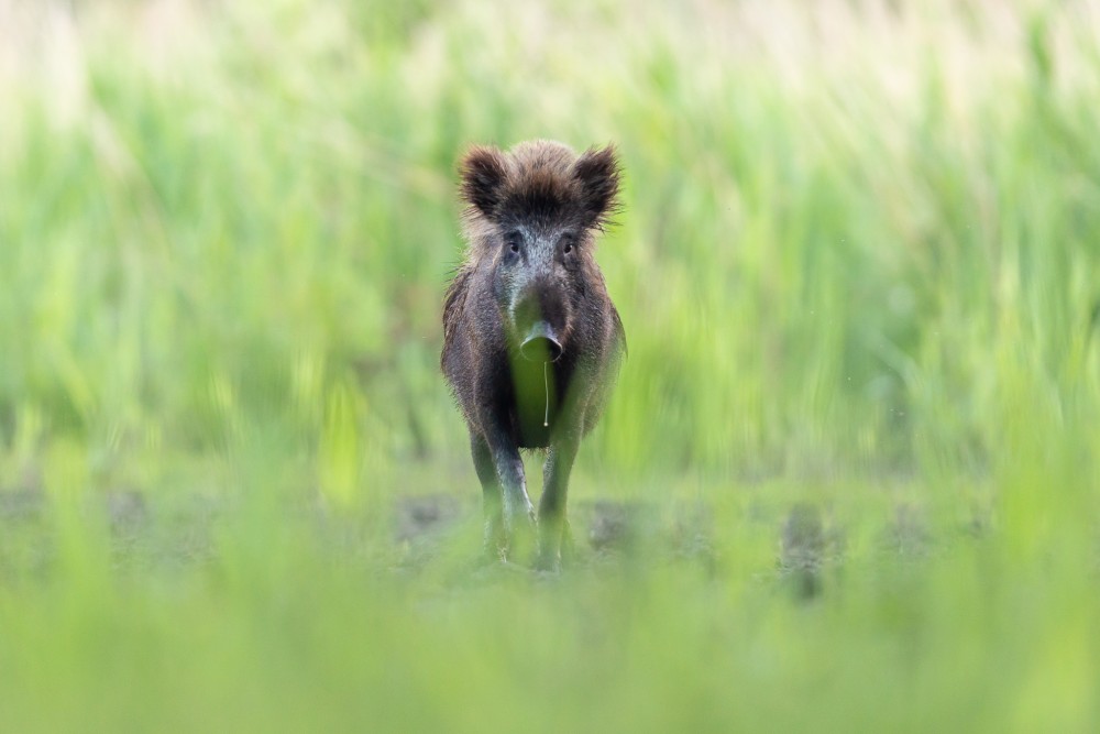 Diviak lesný, The wild boar (Sus scrofa)