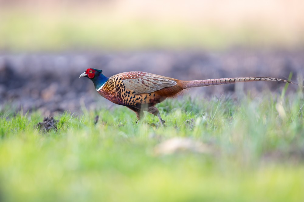 bažant poľný (Phasianus colchicus)