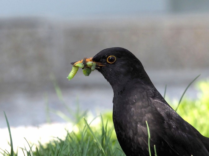 Drozd čierny  Turdus merula