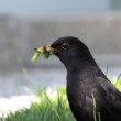 Drozd čierny  Turdus merula