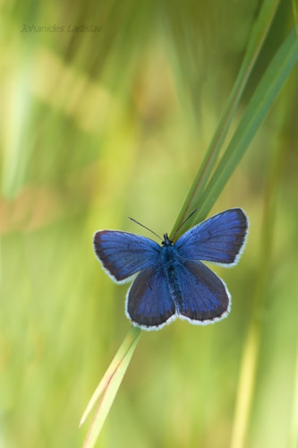 Plebejus argus