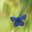 Plebejus argus