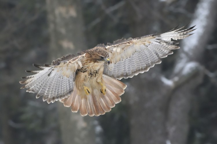 Buteo jamaicensis