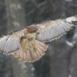 Buteo jamaicensis
